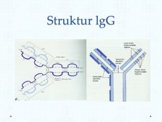 Struktur lgG

 
