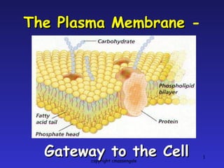 The Plasma Membrane  - Gateway to the Cell copyright cmassengale 