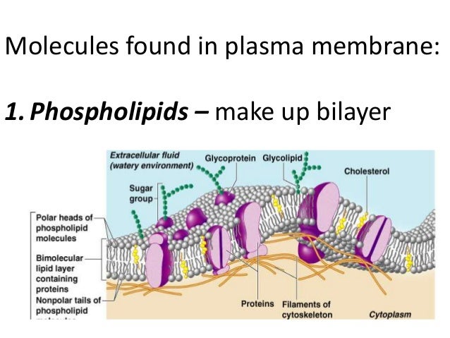 A and P Mod. #1 Plasma membrane