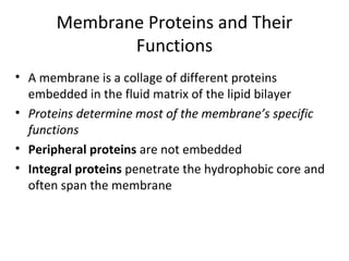 Membrane Proteins and Their
Functions
• A membrane is a collage of different proteins
embedded in the fluid matrix of the lipid bilayer
• Proteins determine most of the membrane’s specific
functions
• Peripheral proteins are not embedded
• Integral proteins penetrate the hydrophobic core and
often span the membrane
 