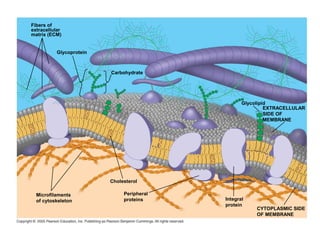 Fibers of
extracellular
matrix (ECM)
Glycoprotein
Carbohydrate
Microfilaments
of cytoskeleton
Cholesterol
Integral
protein
Peripheral
proteins
CYTOPLASMIC SIDE
OF MEMBRANE
EXTRACELLULAR
SIDE OF
MEMBRANE
Glycolipid
 