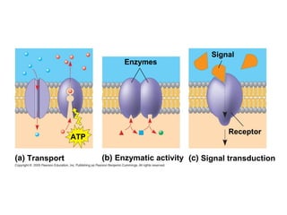 Enzymes
Signal
Receptor
ATP
Transport Enzymatic activity Signal transduction
 