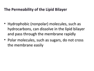 The Permeability of the Lipid Bilayer
• Hydrophobic (nonpolar) molecules, such as
hydrocarbons, can dissolve in the lipid bilayer
and pass through the membrane rapidly
• Polar molecules, such as sugars, do not cross
the membrane easily
 