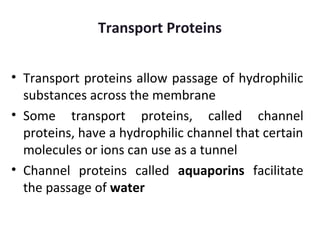 Transport Proteins
• Transport proteins allow passage of hydrophilic
substances across the membrane
• Some transport proteins, called channel
proteins, have a hydrophilic channel that certain
molecules or ions can use as a tunnel
• Channel proteins called aquaporins facilitate
the passage of water
 
