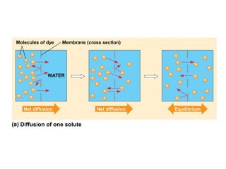 Molecules of dye Membrane (cross section)
WATER
Net diffusion Net diffusion Equilibrium
Diffusion of one solute
 