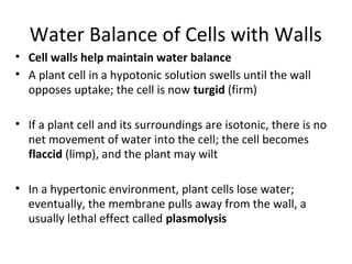 Water Balance of Cells with Walls
• Cell walls help maintain water balance
• A plant cell in a hypotonic solution swells until the wall
opposes uptake; the cell is now turgid (firm)
• If a plant cell and its surroundings are isotonic, there is no
net movement of water into the cell; the cell becomes
flaccid (limp), and the plant may wilt
• In a hypertonic environment, plant cells lose water;
eventually, the membrane pulls away from the wall, a
usually lethal effect called plasmolysis
 