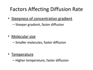 Factors Affecting Diffusion Rate
• Steepness of concentration gradient
– Steeper gradient, faster diffusion
• Molecular size
– Smaller molecules, faster diffusion
• Temperature
– Higher temperature, faster diffusion
 