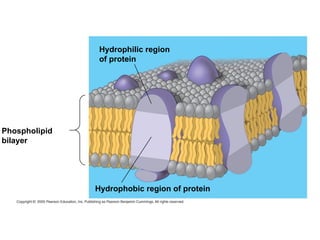Hydrophilic region
of protein
Hydrophobic region of protein
Phospholipid
bilayer
 