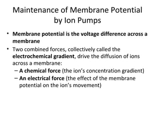 Maintenance of Membrane Potential
by Ion Pumps
• Membrane potential is the voltage difference across a
membrane
• Two combined forces, collectively called the
electrochemical gradient, drive the diffusion of ions
across a membrane:
– A chemical force (the ion’s concentration gradient)
– An electrical force (the effect of the membrane
potential on the ion’s movement)
 
