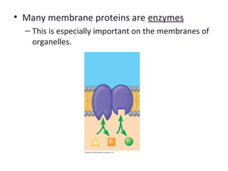 • Many membrane proteins are enzymes
– This is especially important on the membranes of
organelles.
 