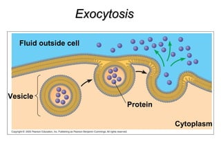 Vesicle
Fluid outside cell
Protein
Cytoplasm
ExocytosisExocytosis
 