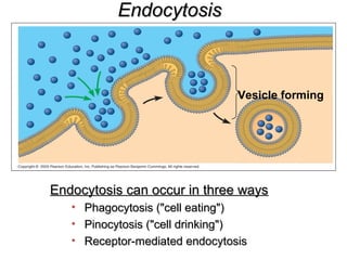 Vesicle forming
EndocytosisEndocytosis
Endocytosis can occur in three waysEndocytosis can occur in three ways
• Phagocytosis ("cell eating")Phagocytosis ("cell eating")
• Pinocytosis ("cell drinking")Pinocytosis ("cell drinking")
• Receptor-mediated endocytosisReceptor-mediated endocytosis
 