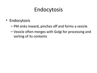 Endocytosis
• Endocytosis
– PM sinks inward, pinches off and forms a vesicle
– Vesicle often merges with Golgi for processing and
sorting of its contents
 