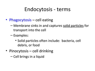 Endocytosis - terms
• Phagocytosis – cell eating
– Membrane sinks in and captures solid particles for
transport into the cell
– Examples:
• Solid particles often include: bacteria, cell
debris, or food
• Pinocytosis – cell drinking
– Cell brings in a liquid
 