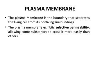 PLASMA MEMBRANE
• The plasma membrane is the boundary that separates
the living cell from its nonliving surroundings
• The plasma membrane exhibits selective permeability,
allowing some substances to cross it more easily than
others
 