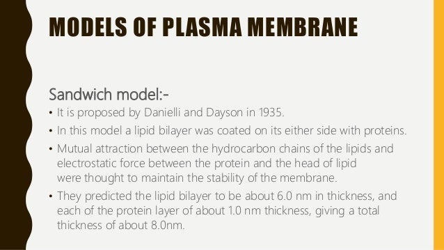 Plasma Membrane