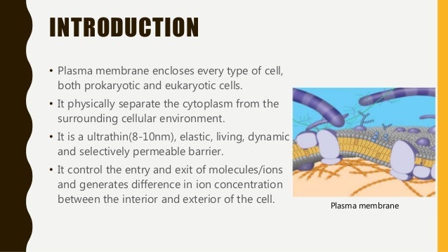 an introduction to the cell membrane A cell membrane, plasma membrane or plasmalemma is a selectively permeable lipid bilayer coated by proteins which comprises the outer layer of a cell the plasma membrane works between the. an introduction to the cell membrane A cell membrane, plasma membrane or plasmalemma is a selectively permeable lipid bilayer coated by proteins which comprises the outer layer of a cell the plasma membrane works between the.