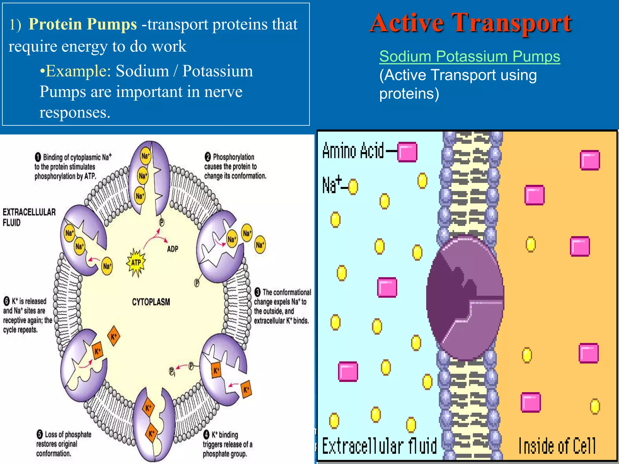 Plasma membrane | PPT, image size:2048x1536