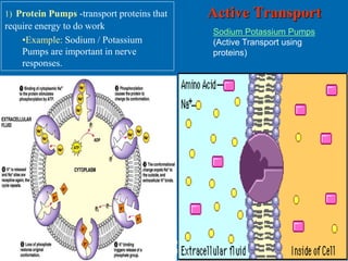 Plasma membrane | PPT