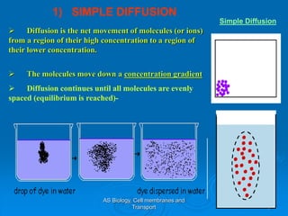 Simple Diffusion Picture Plasma membrane | PPT
