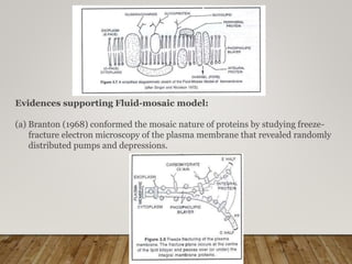 Evidences supporting Fluid-mosaic model:
(a) Branton (1968) conformed the mosaic nature of proteins by studying freeze-
fracture electron microscopy of the plasma membrane that revealed randomly
distributed pumps and depressions.
 
