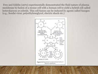 Frey and Edidin (1970) experimentally demonstrated the fluid nature of plasma
membrane b) fusion of a mouse cell with a human cell to yield a hybrid cell called
heterokaryon or cybrids. This cell fusion can be induced by agents called fusogen
(e.g., Sendai virus, polyethyleneglycol, electric shock etc.)
 