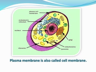 Plasma membrane is also called cell membrane.
 