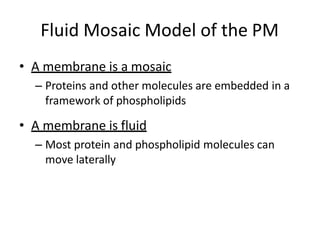 Plasma membrane.pptx