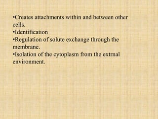 •Creates attachments within and between other
cells.
•Identification
•Regulation of solute exchange through the
membrane.
•Isolation of the cytoplasm from the extrnal
environment.
 