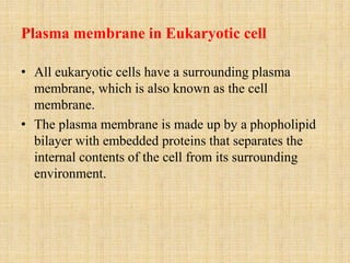 Plasma membrane in Eukaryotic cell
• All eukaryotic cells have a surrounding plasma
membrane, which is also known as the cell
membrane.
• The plasma membrane is made up by a phopholipid
bilayer with embedded proteins that separates the
internal contents of the cell from its surrounding
environment.
 