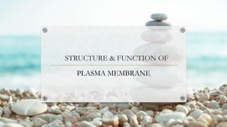 STRUCTURE & FUNCTION OF
PLASMA MEMBRANE
 