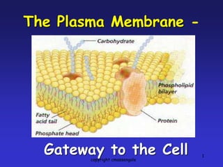 1
The Plasma Membrane -
Gateway to the Cell
copyright cmassengale
 