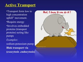 Plasma Membrane structure and normal functions | PPT