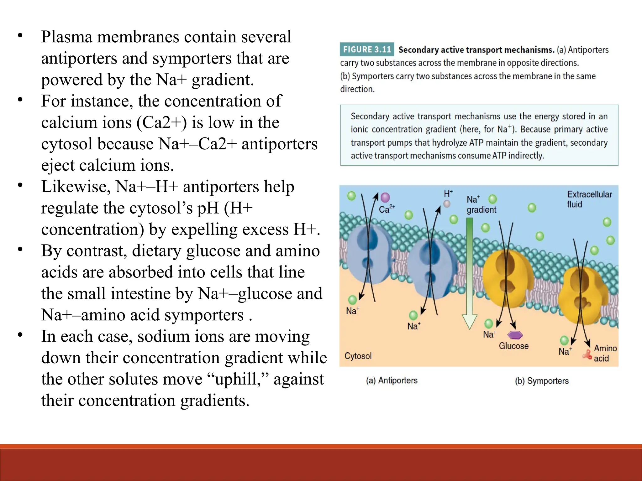 Transport system - Active transport, Passive transport .pptx