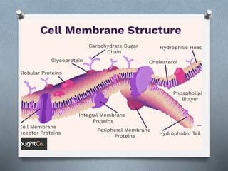 Plasma membrane structure | PPTX