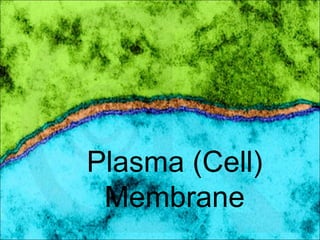 Plasma (Cell)
Membrane
 