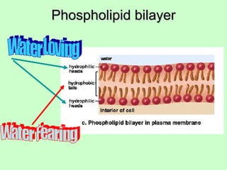Phospholipid bilayerPhospholipid bilayer