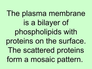 The plasma membrane
is a bilayer of
phospholipids with
proteins on the surface.
The scattered proteins
form a mosaic pattern.
