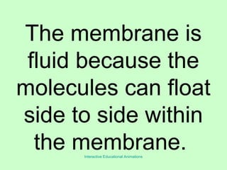 The membrane is
fluid because the
molecules can float
side to side within
the membrane.Interactive Educational Animations