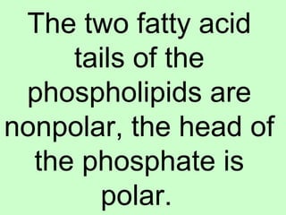 The two fatty acid
tails of the
phospholipids are
nonpolar, the head of
the phosphate is
polar.