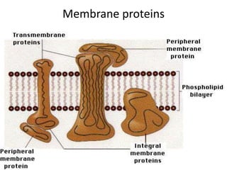 Membrane Preformative Plasma membrane or cell membrane (2).pptx