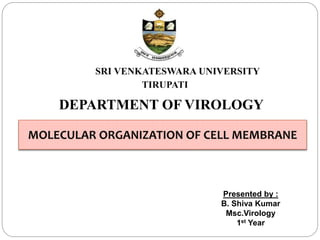 SRI VENKATESWARA UNIVERSITY
TIRUPATI
DEPARTMENT OF VIROLOGY
MOLECULAR ORGANIZATION OF CELL MEMBRANE
Presented by :
B. Shiva Kumar
Msc.Virology
1st Year
 