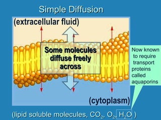 Simple DiffusionSimple Diffusion
(extracellular fluid)
(cytoplasm)
Some moleculesSome molecules
diffuse freelydiffuse freely
acrossacross
(lipid soluble molecules, CO(lipid soluble molecules, CO22, O, O22, H, H22O )O )
Now known
to require
transport
proteins
called
aquaporins
 
