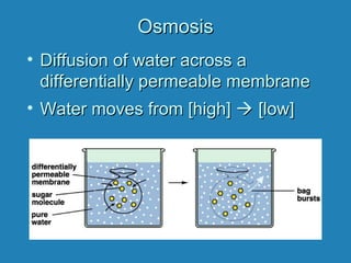 OsmosisOsmosis
• Diffusion of water across aDiffusion of water across a
differentially permeable membranedifferentially permeable membrane
• Water moves from [high]Water moves from [high]  [low][low]
 