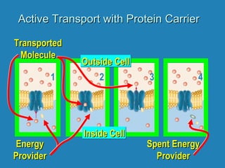 Active Transport with Protein CarrierActive Transport with Protein Carrier
Inside CellInside CellInside CellInside Cell
Outside CellOutside CellOutside CellOutside Cell
EnergyEnergy
ProviderProvider
Spent EnergySpent Energy
ProviderProvider
TransportedTransported
MoleculeMolecule
1 2 3 4
 