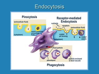 EndocytosisEndocytosis
(extracellular fluid)
Pinocytosis
vesicle containing
extracellular
fluid)(cytoplasm)
1
2 33
cell
(extracellular fluid)
(cytoplasm)
1
2
33 44
coated
pit forming
Receptor-mediated
Endocytosis
Phagocytosis
coated
vesicle
nutrients
receptors
food particle
pseudopod
particle enclosed
in food vacuole
 