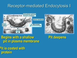 Receptor-mediated Endocytosis IReceptor-mediated Endocytosis I
Begins with a shallowBegins with a shallow
pit in plasma membranepit in plasma membrane
Pit is coated withPit is coated with
proteinprotein
(cytoplasm)
(extracellular fluid)
coated
pit
protein
coating
extracellular particles
bound to receptors
plasma membrane
Pit deepensPit deepens
aa bb
0.1 Micrometer
 