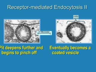 Receptor-mediated Endocytosis IIReceptor-mediated Endocytosis II
Pit deepens further andPit deepens further and
begins to pinch offbegins to pinch off
Eventually becomes aEventually becomes a
coated vesiclecoated vesicle
ddcc
0.1 Micrometer
coated
vesicle
 