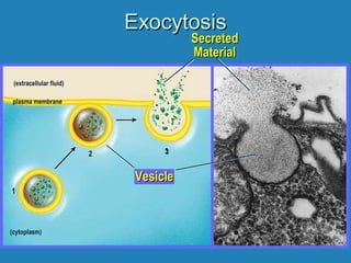 ExocytosisExocytosis
(cytoplasm)
1
VesicleVesicle
(extracellular fluid)
plasma membrane
2
SecretedSecreted
MaterialMaterial
33
 