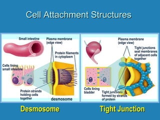 Cell Attachment StructuresCell Attachment Structures
DesmosomeDesmosome
desmosome
Protein strands
holding cells
together
Protein filaments
in cytoplasm
Small intestine Plasma membrane
(edge view)
Cells lining
small intestine
Tight JunctionTight Junction
Tight junctions
formed by strands
of protein
Plasma membrane
(edge view)
Cells lining
bladder
Tight junctions
seal membranes
of adjacent cells
together
 